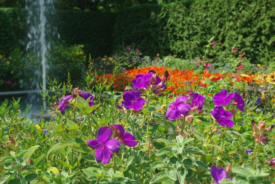 Purple flowers with a fountain in the background to the left. 
